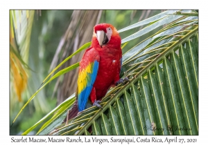 Scarlet Macaw