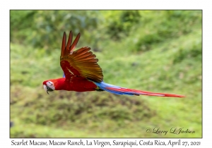 Scarlet Macaw