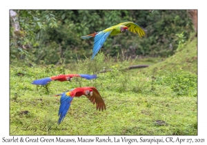 Scarlet & Great Green Macaws