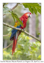 Scarlet Macaw