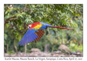 Scarlet Macaw