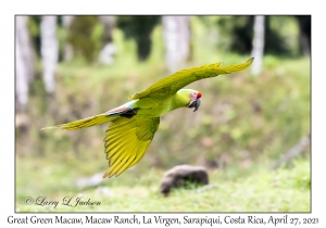 Great Green Macaw