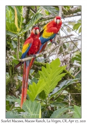 Scarlet Macaws