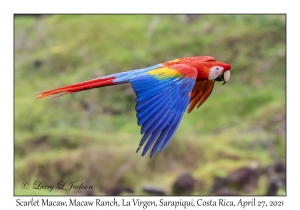 Scarlet Macaw