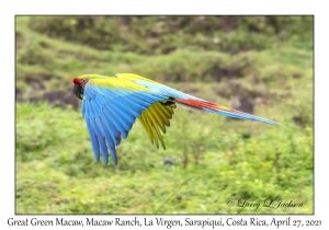 Great Green Macaw