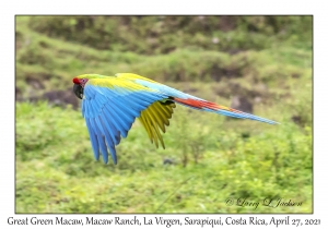 Great Green Macaw