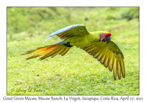 Great Green Macaw