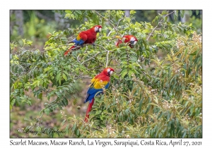 Scarlet Macaws