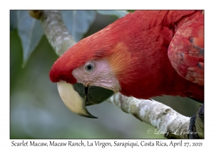 Scarlet Macaw