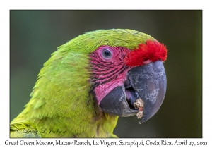 Great Green Macaw