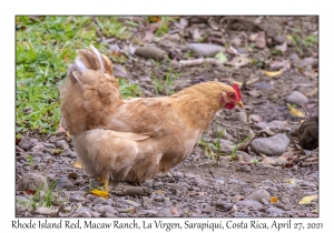 Rhode Island Red Chicken