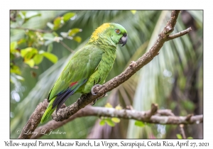 Yellow-naped Parrot