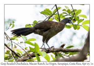 Gray-headed Chachalaca