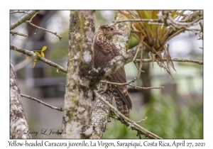 Yellow-headed Caracara juvenile