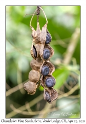 Chandelier Vine Seed Pod