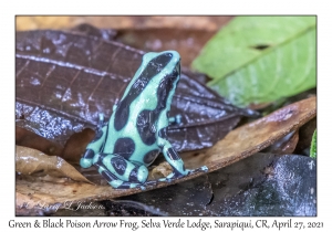 Green-and-black Poison Arrow Frog