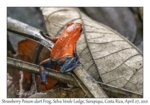 Strawberry Poison-dart Frog