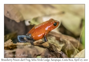 Strawberry Poison-dart Frog