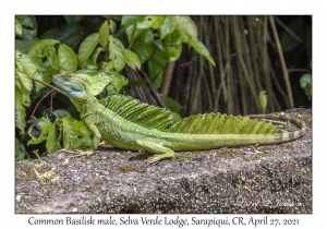 Common Basilisk male