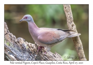 Pale-vented Pigeon