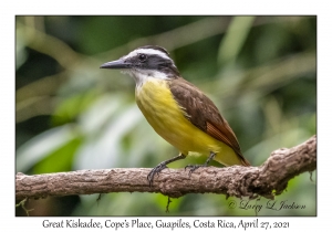 Great Kiskadee