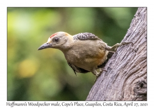 Hoffmann's Woodpecker male