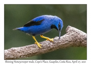 Shining Honeycreeper male