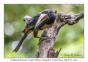 Collared Aracari