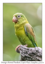 Orange-chinned Parakeet