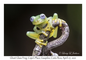 Ghost Glass Frog