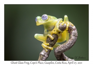 Ghost Glass Frog