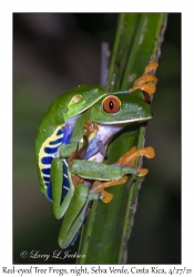 Red-eyed Tree Frogs, night