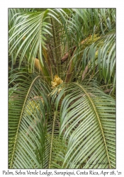 Pygmy Date Palm