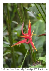 Heliconia