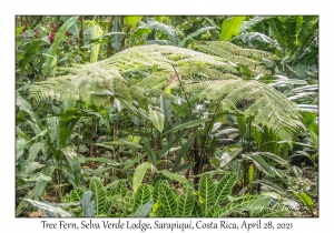 Tree Fern