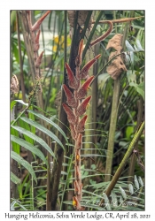 Hanging Heliconia