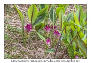 Turmeric