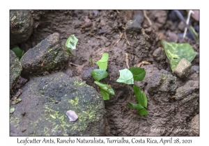 Leafcutter Ants