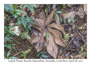 Leaf & Plants