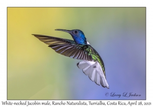 White-necked Jacobin male