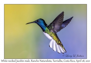 White-necked Jacobin male