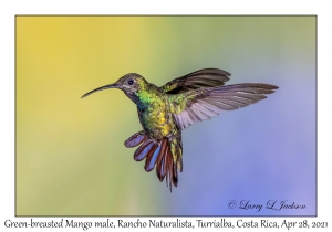 Green-breasted Mango male