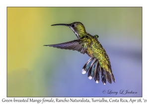 Green-breasted Mango female