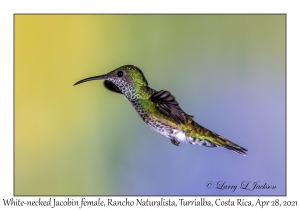 White-necked Jacobin female