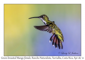 Green-breasted Mango female