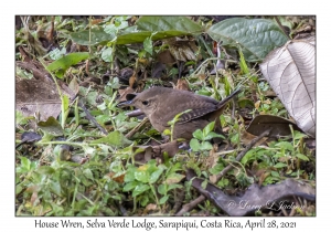 House Wren