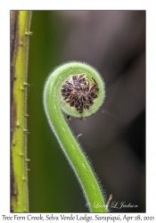 Tree Fern Crook