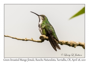 Green-breasted Mango female