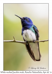 White-necked Jacobin male