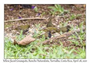 Yellow-faced Grassquits